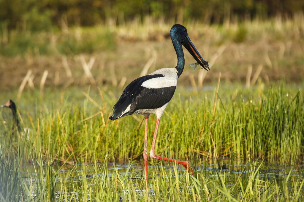 Bamurru Plains Point Stuart Bagian luar foto