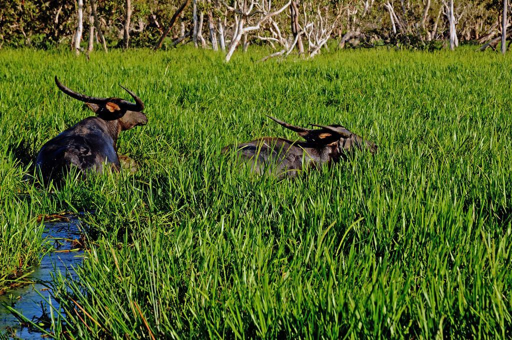 Bamurru Plains Point Stuart Bagian luar foto