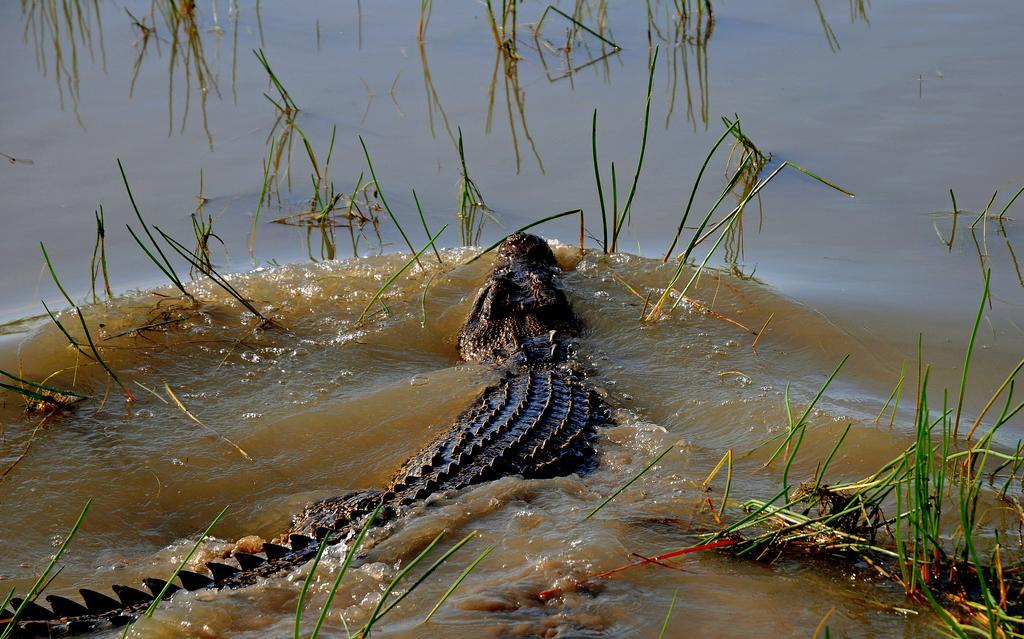 Bamurru Plains Point Stuart Bagian luar foto