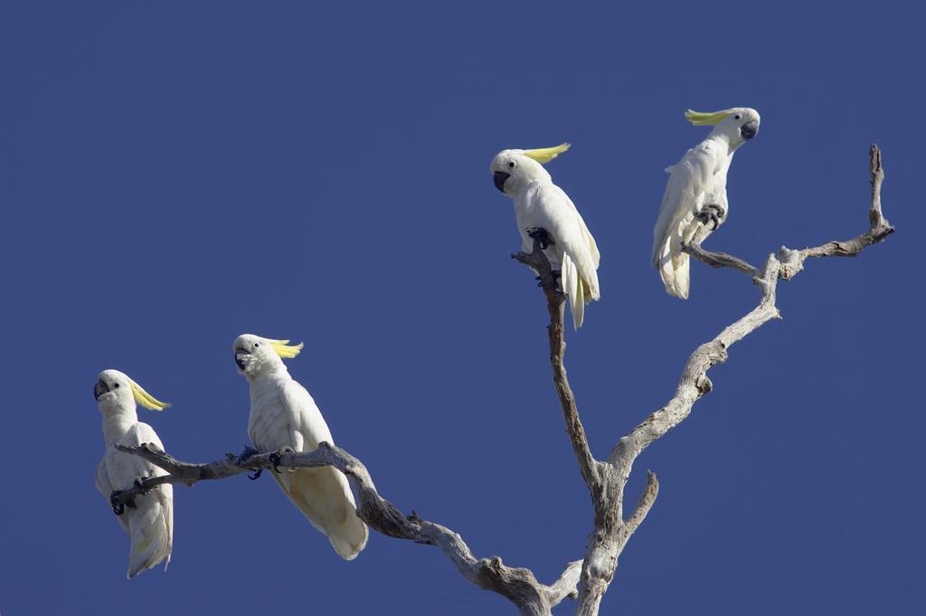 Bamurru Plains Point Stuart Bagian luar foto